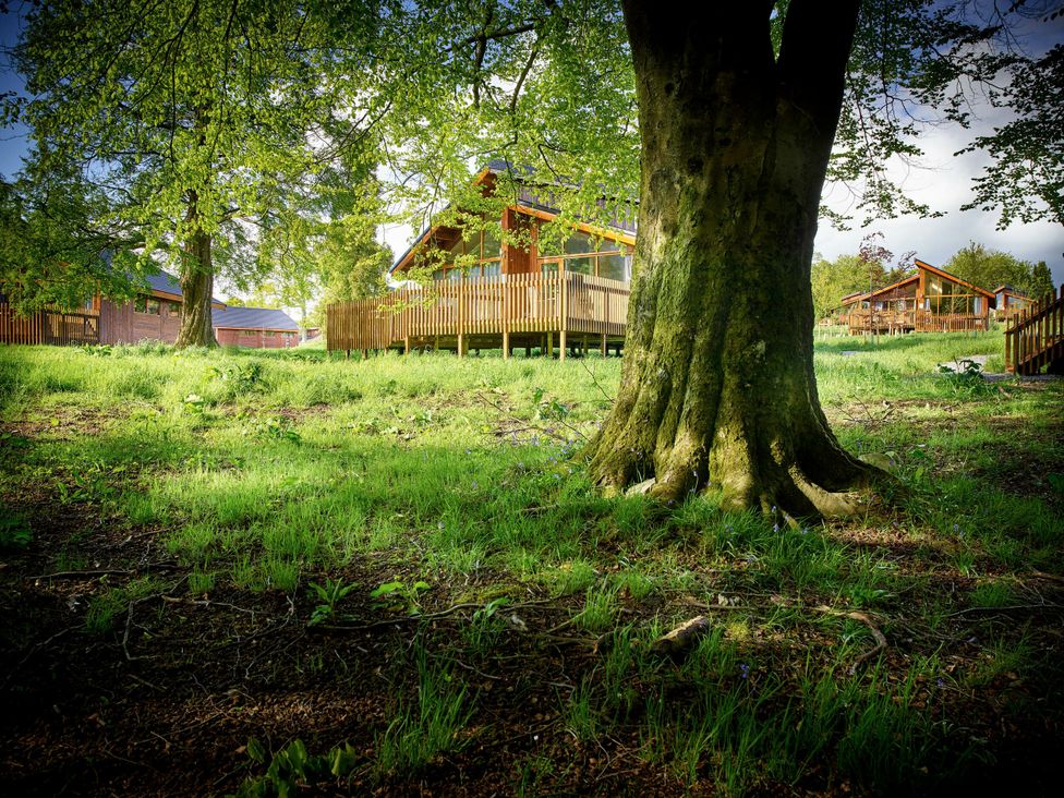 Forest of Dean Meadow - Golden Oak - Cotswolds - 1146803 - thumbnail photo 1