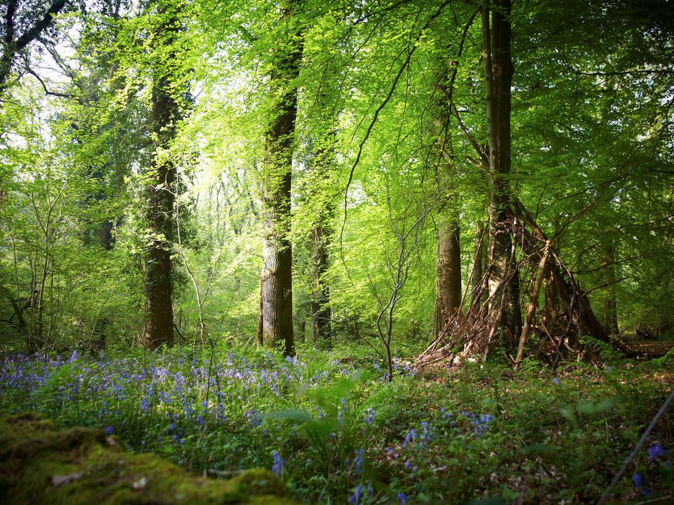 Forest of Dean Woodland - Golden Oak - Cotswolds - 1146912 - thumbnail photo 12