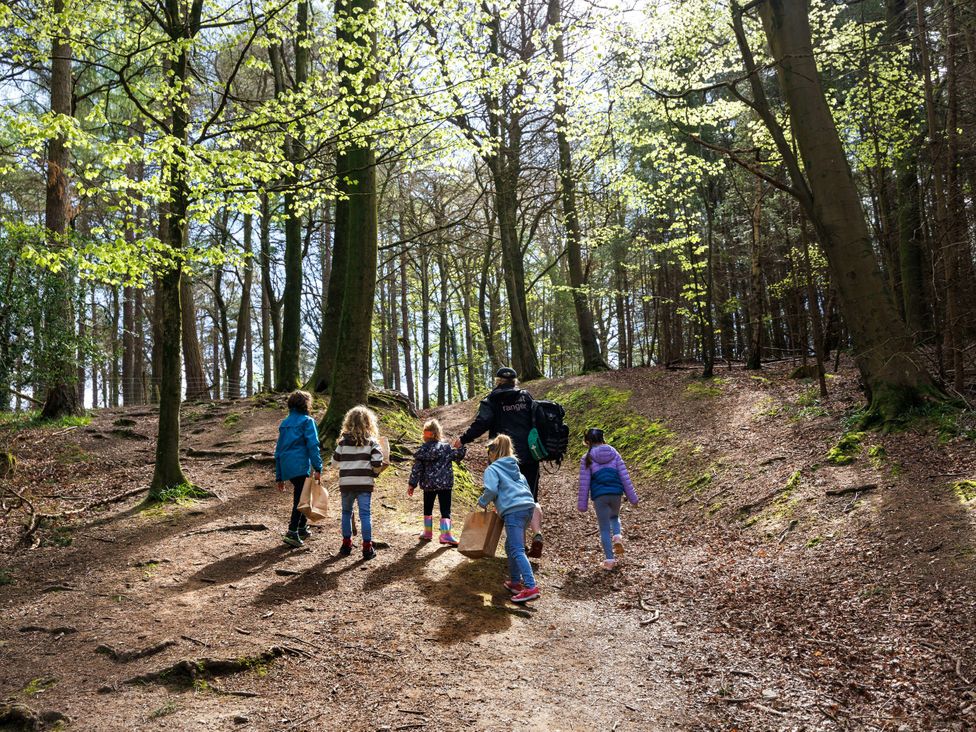 Forest of Dean Woodland - Golden Oak - Cotswolds - 1146912 - thumbnail photo 15