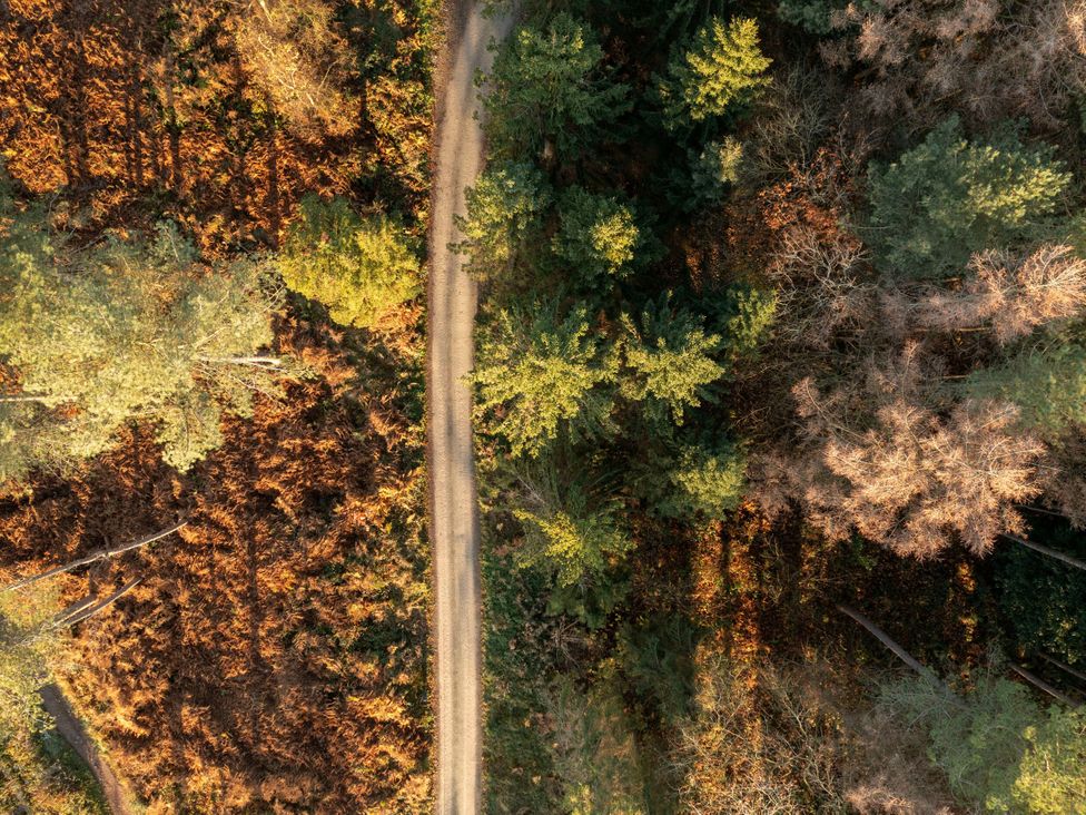 A path in a forest with trees and ground cover at Delamere Forest Golden Oak Hideaway Delamere Forest