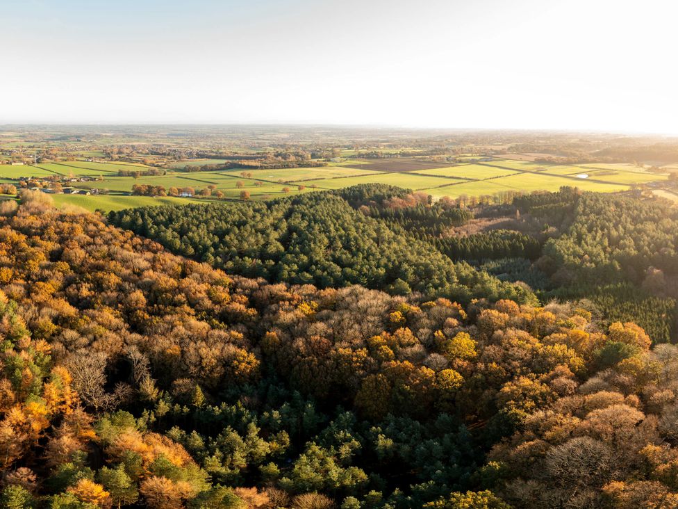 An aerial view of trees and fields at Delamere Forest Golden Oak Hideaway Delamere Forest