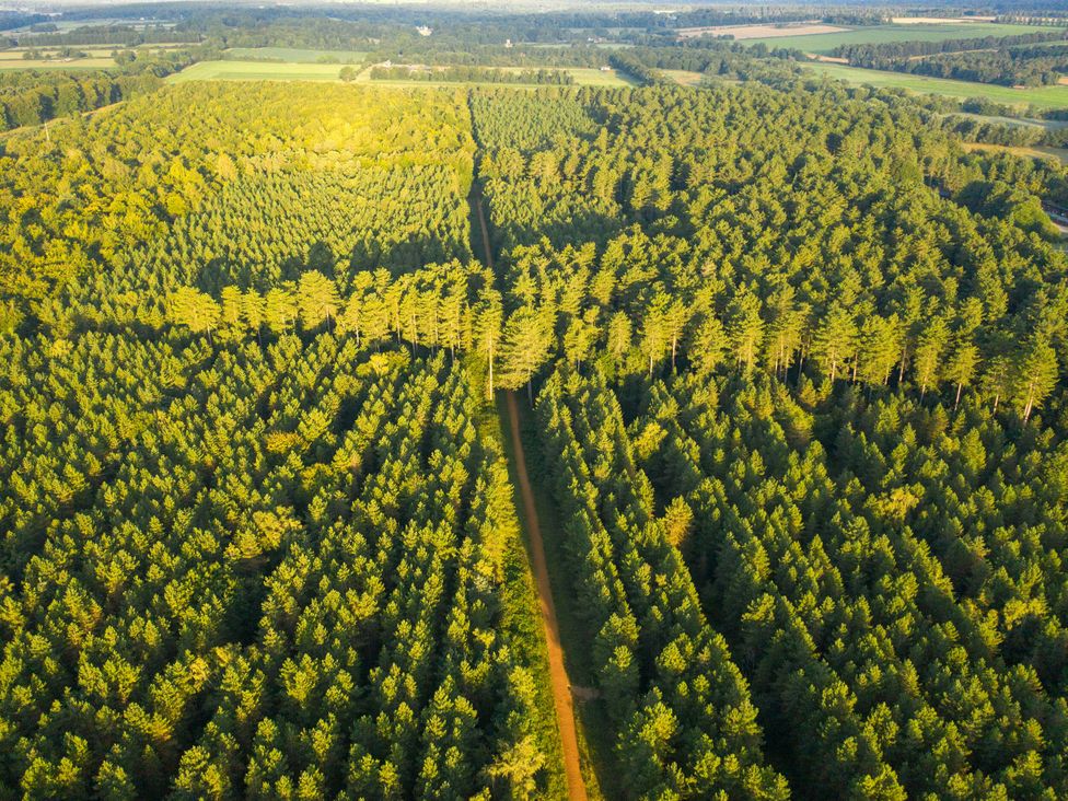 Thorpe Forest Golden Oak - Norfolk - 1146965 - thumbnail photo 12