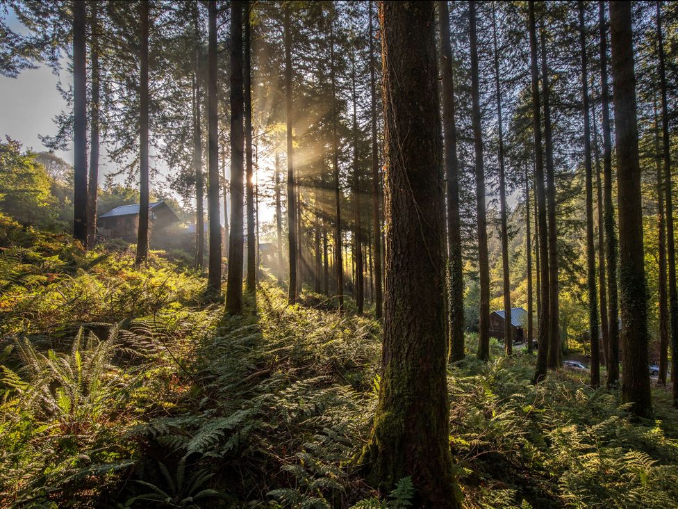 A forest with trees and sunlight at Deerpark Classic Golden Oak Waterside in Deerpark Forest