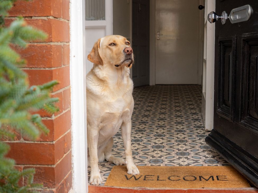 A dog sitting at the entrance with a welcome mat at The George in Whitley Bay
