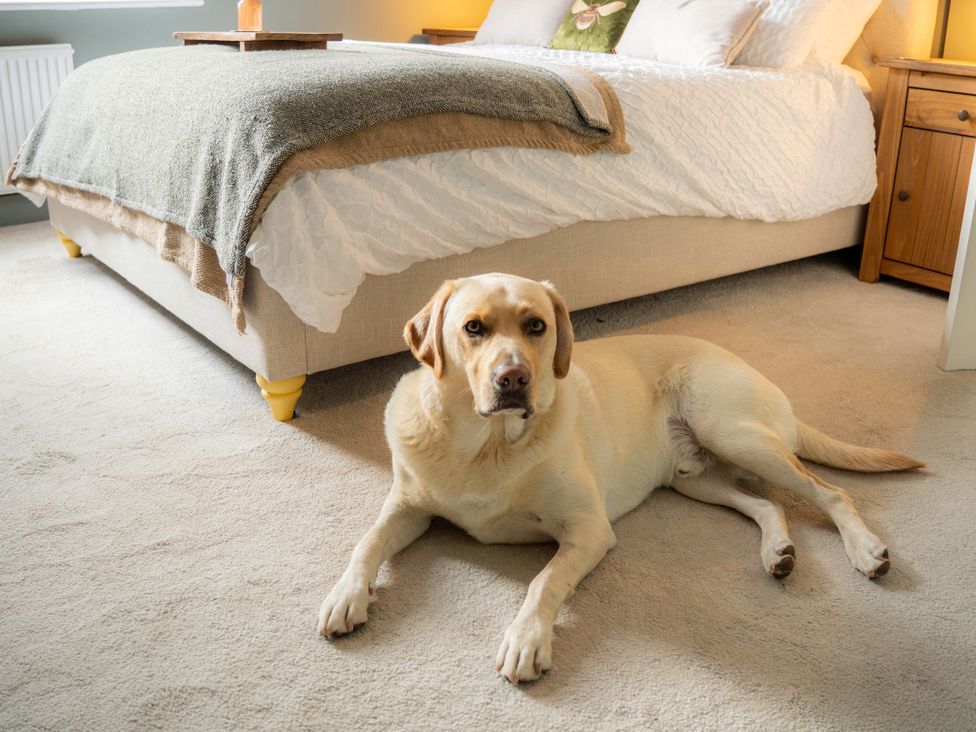 A bedroom with a bed and a dog lying on the floor at The George in Whitley Bay