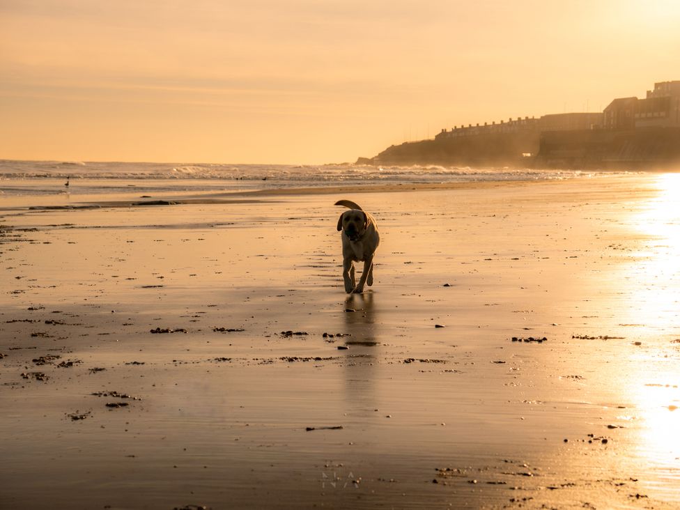 A dog running on the beach at sunset at The George in Whitley Bay