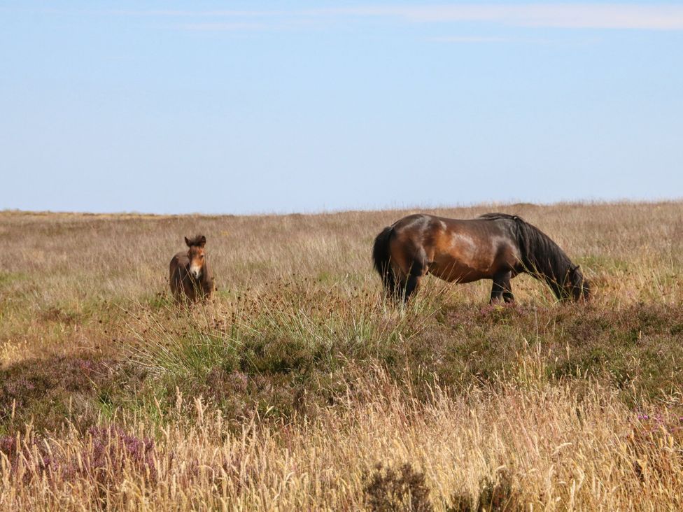 Two horses grazing in a field at Watermouth Castle, Bassett Apartment Berrynarbor near Ilfracombe