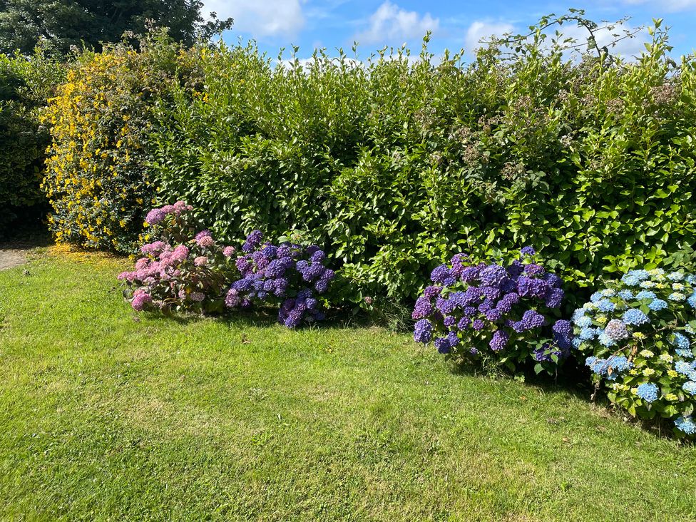 A garden with hydrangea flowers and hedges at Bryn Tawel in Eglwyswrw