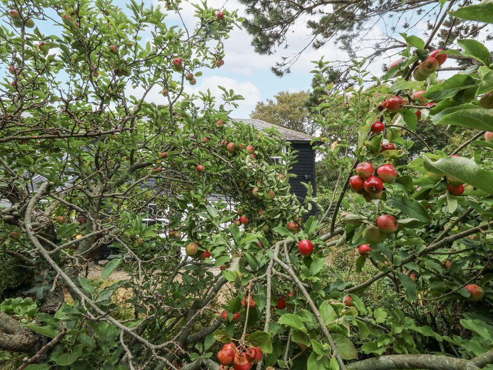 An apple tree with apples in a garden at Chenies near Preston