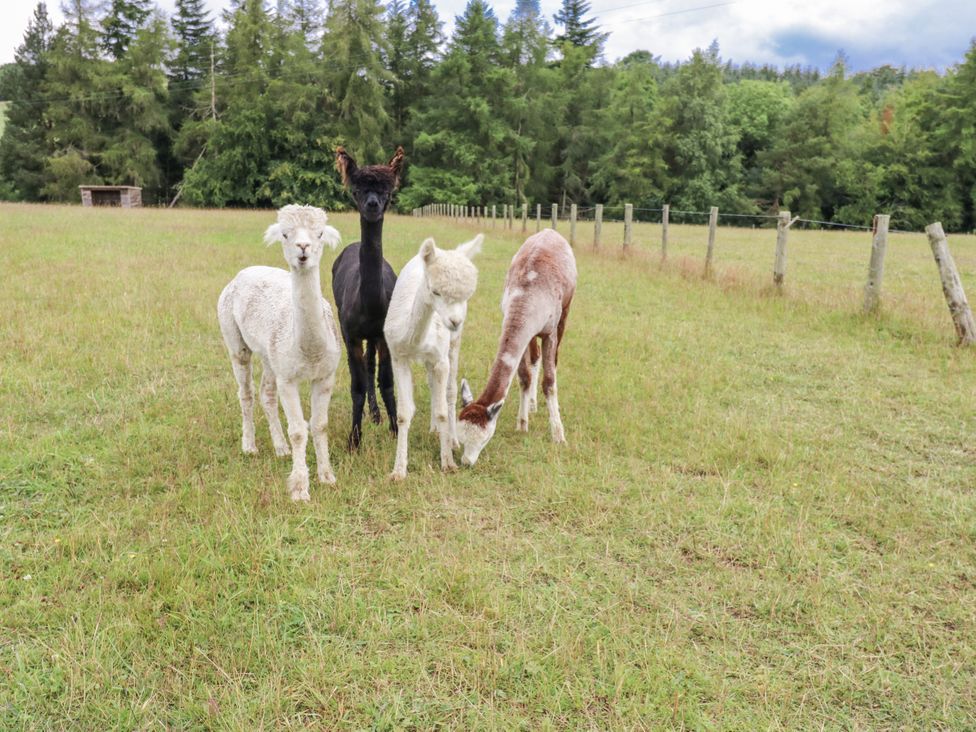 A group of four alpacas in a grassy field with trees in the background at The Barn in Copley