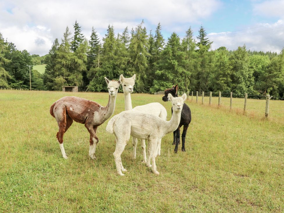 Four alpacas standing in a grassy field with trees in the background