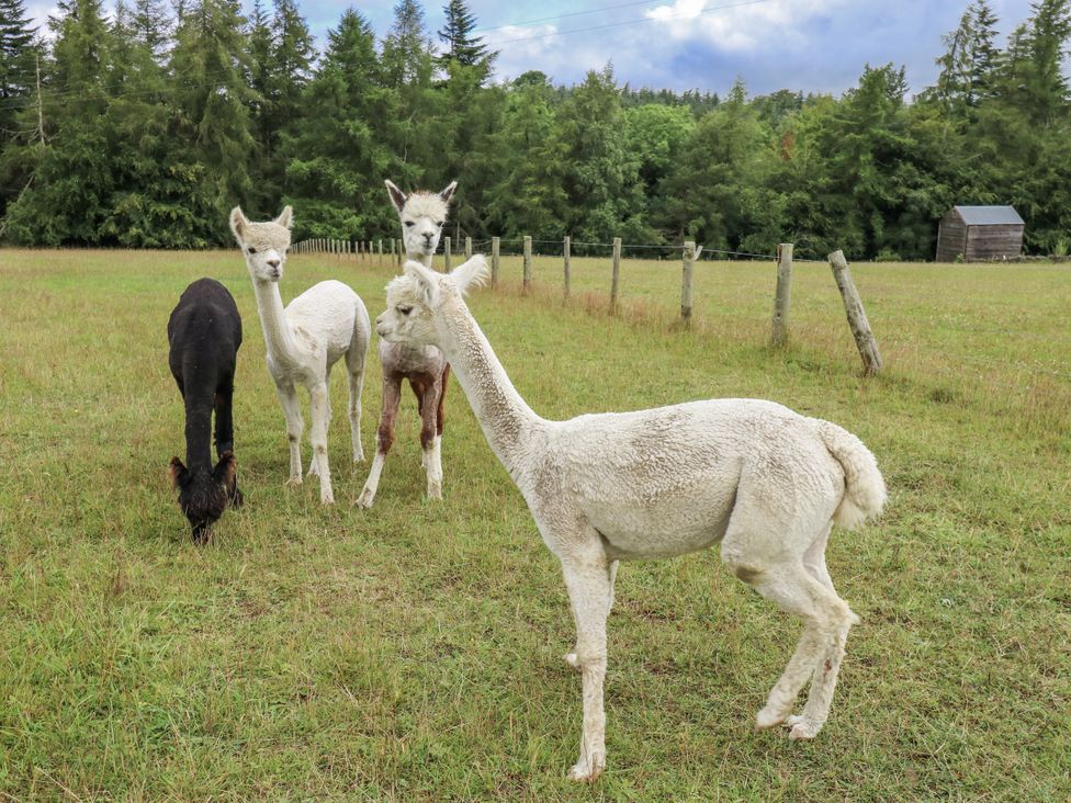A group of four alpacas in a field at Woodland View in Copley near Barnard Castle