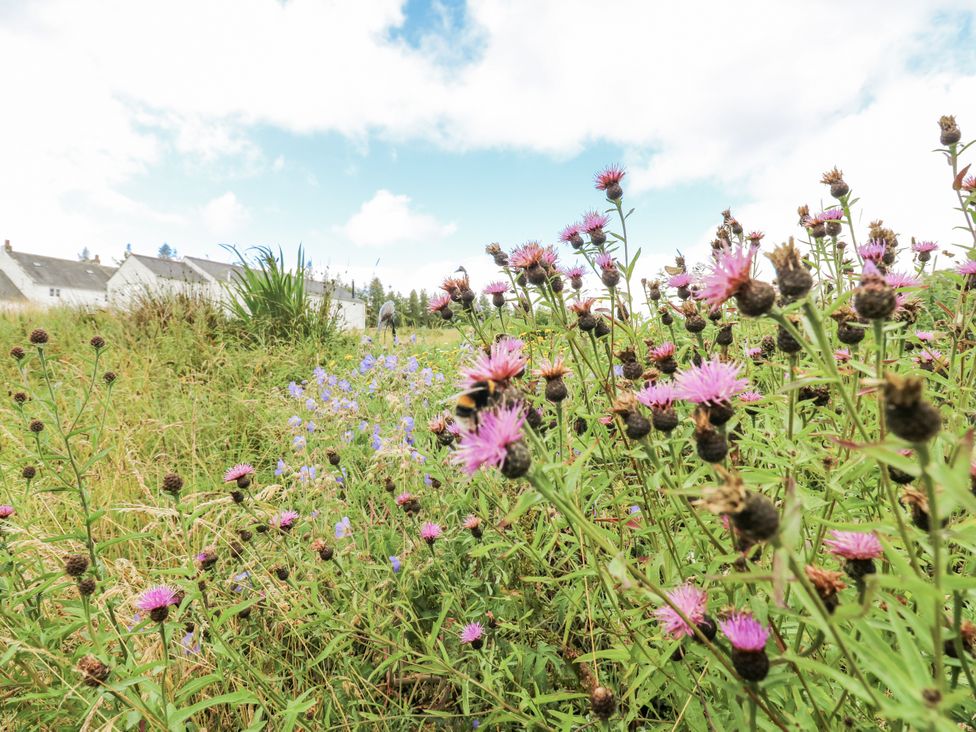 A view of wildflowers and grass with houses in the background at Woodland View in Copley near Barnard Castle