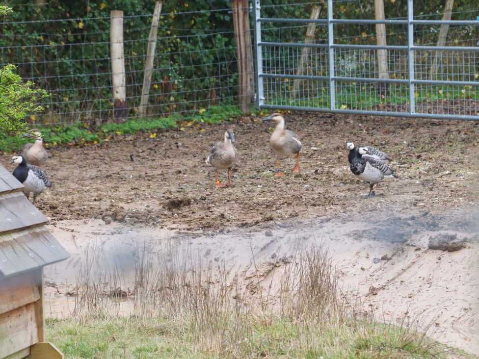 Kingfisher Cottage - Kent & Sussex - 1150134 - thumbnail photo 19