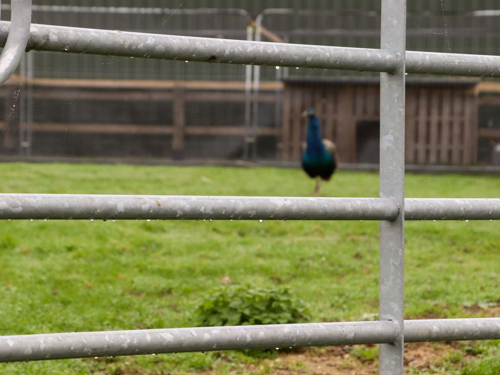 Kingfisher Cottage - Kent & Sussex - 1150134 - thumbnail photo 20