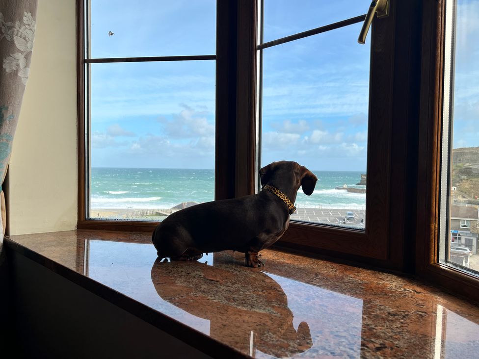 A dog sitting on a windowsill looking out at the ocean through a wooden framed window at Curnows in Portreath