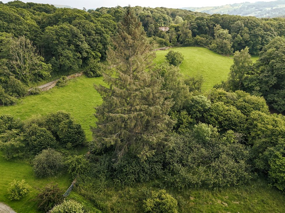 Green Yew - Lake District - 1151089 - thumbnail photo 64