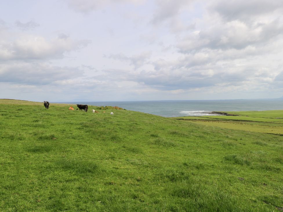 A grassy landscape with cows grazing near the ocean at Doonalton House, Dromore West, County Sligo
