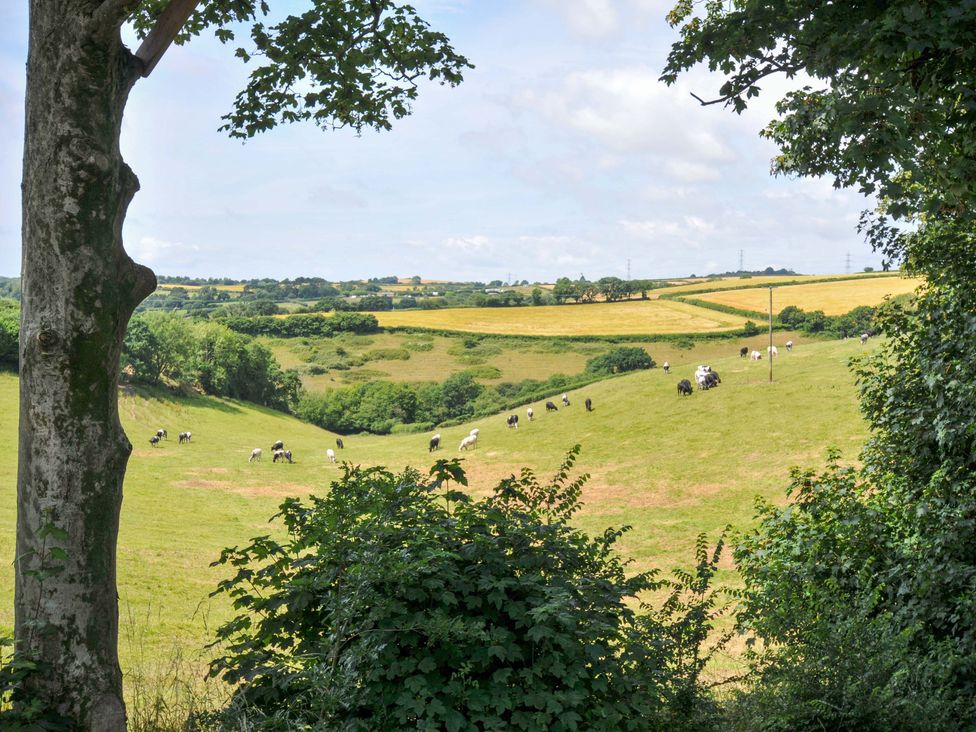 A view of cows grazing in a field with trees at Owl Lodge Menheniot