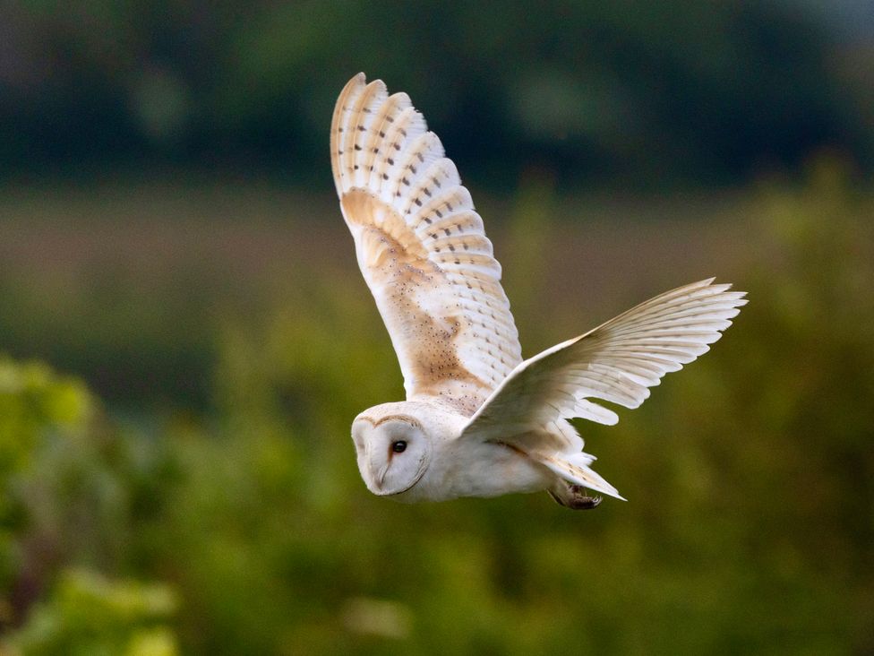 An owl in flight at Owl Lodge Menheniot