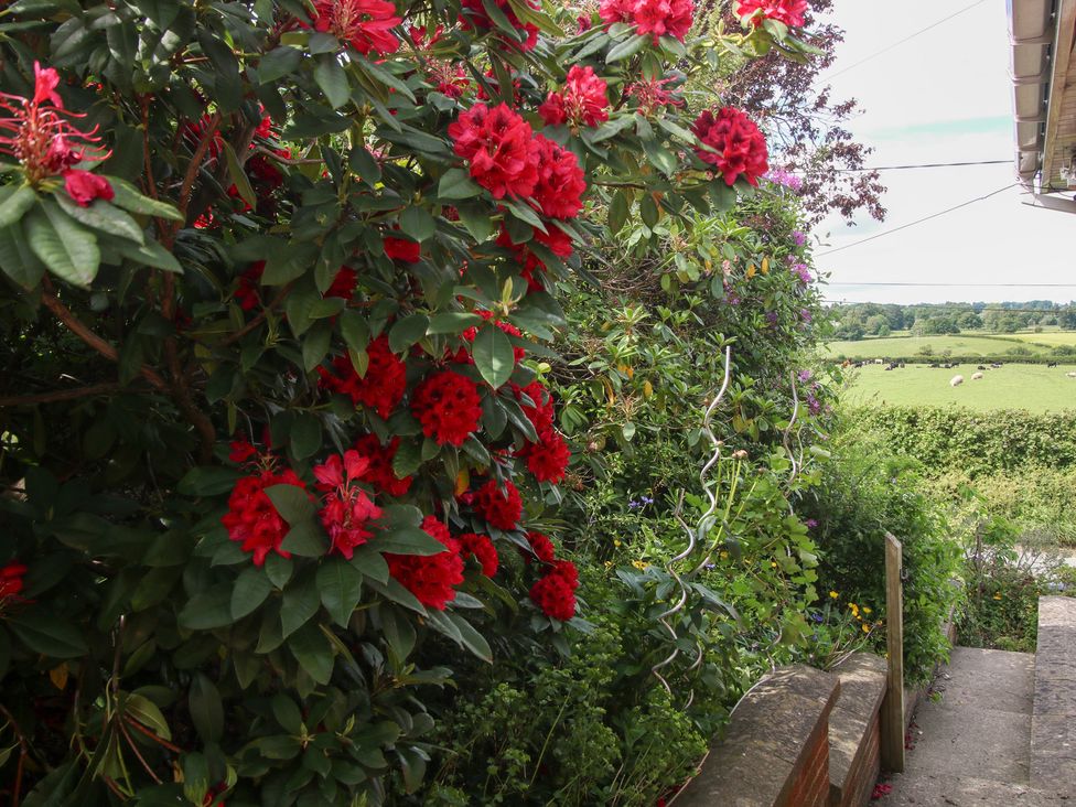 A garden with red flowers and greenery at Plum Hill in Morda, near Oswestry