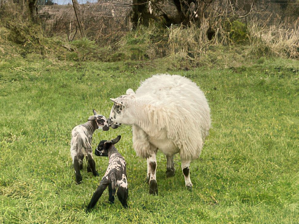 Betty's Farm Cottage -  - 1151818 - thumbnail photo 46