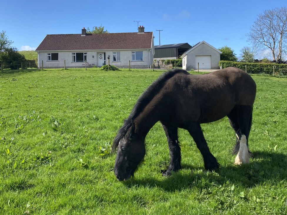 A horse grazing in front of a house at Betty's Farm Cottage, Lack near Ederney, County Fermanagh