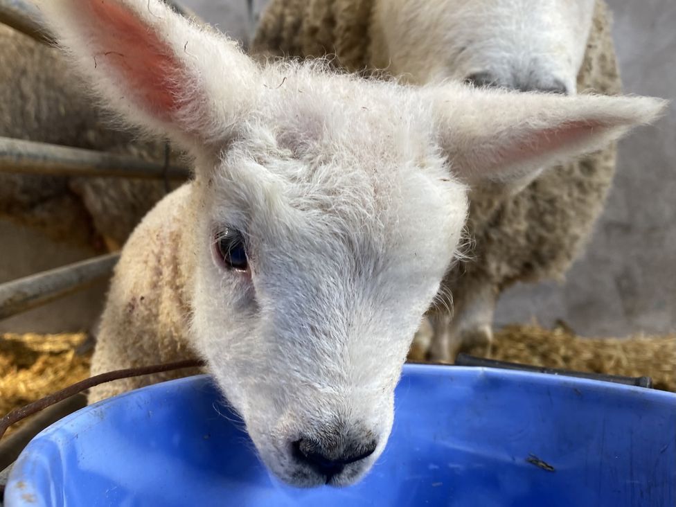 A lamb looking into a blue bowl in a barn at Betty's Farm Cottage in Lack near Ederney, County Fermanagh
