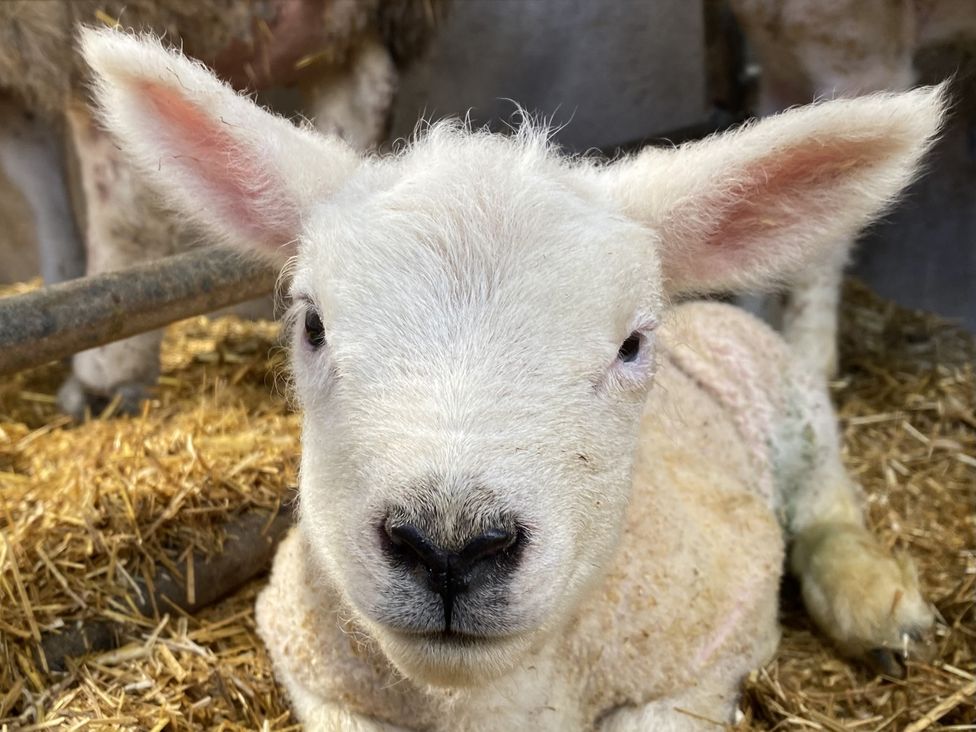 A close-up of a sheep in a barn at Betty's Farm Cottage, Lack near Ederney, County Fermanagh