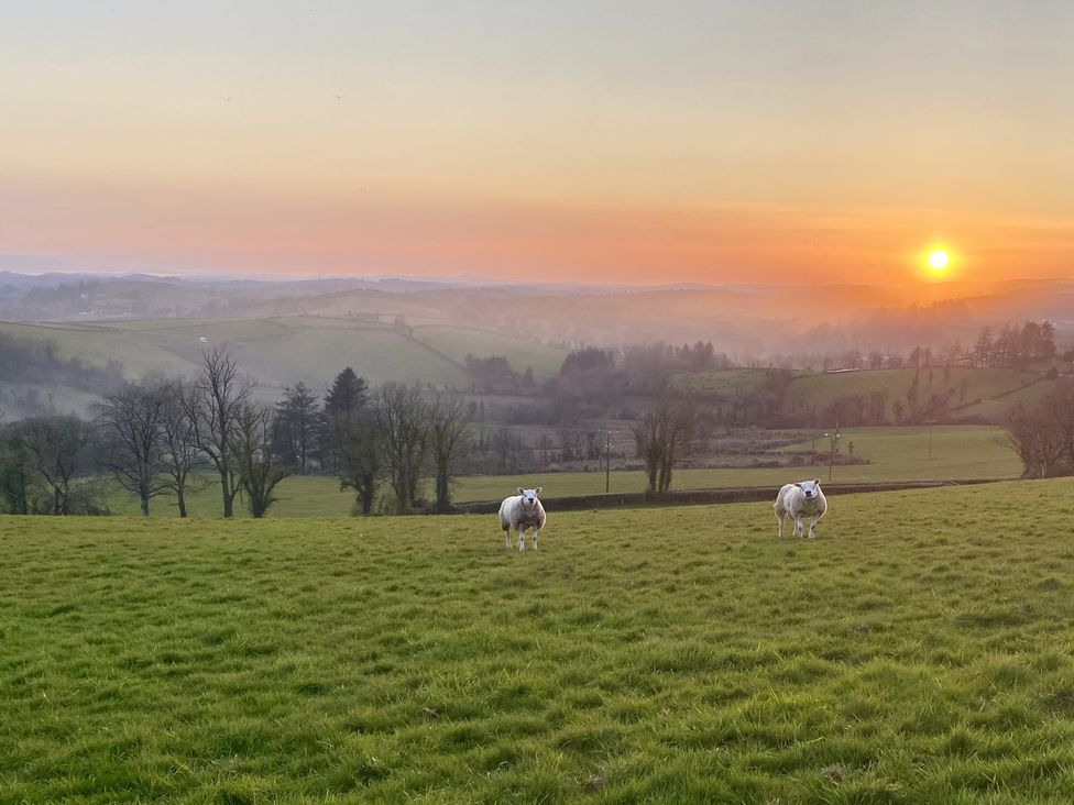 Cows in a field during sunset at Betty's Farm Cottage, Lack near Ederney, County Fermanagh