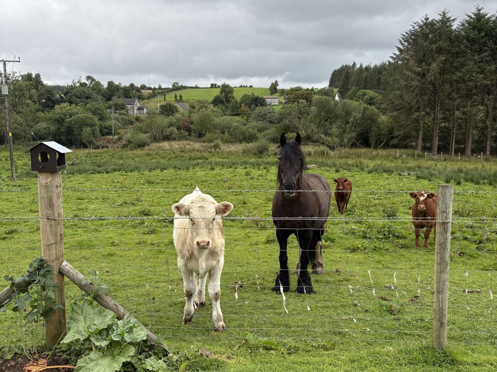 A cow and horse in a field with a birdhouse and fence at Betty's Farm Cottage, Lack near Ederney, County Fermanagh