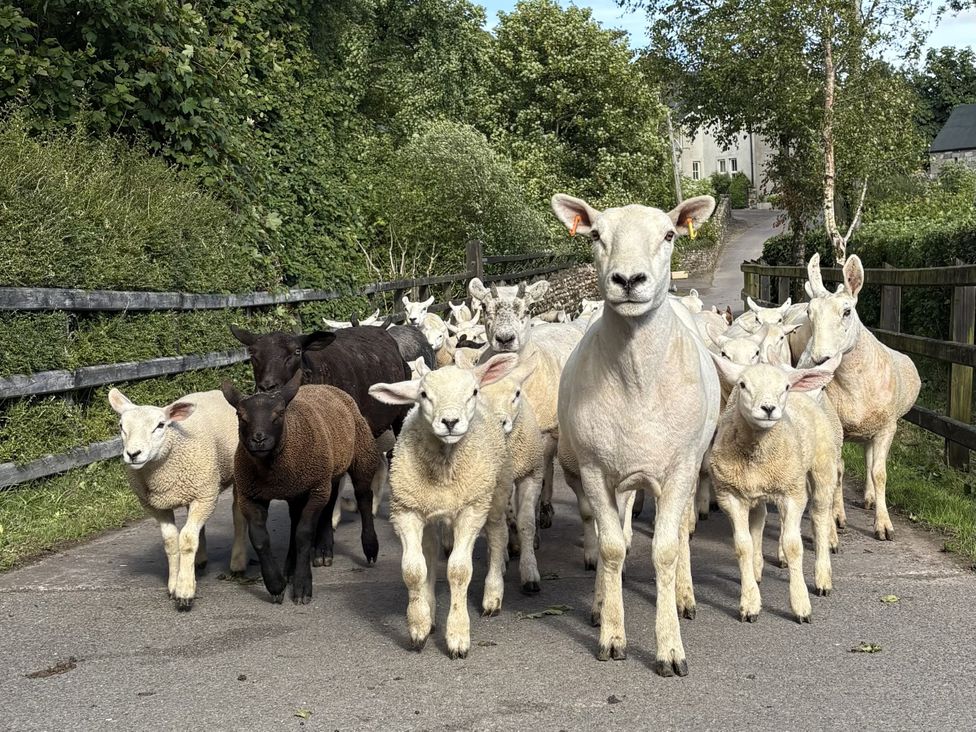 A group of sheep and lambs on a road at Betty's Farm Cottage in Lack near Ederney, County Fermanagh