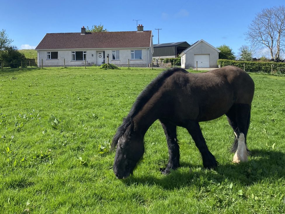 A horse grazing in a field near a house at Betty's Farm Cottage in Lack near Ederney, County Fermanagh