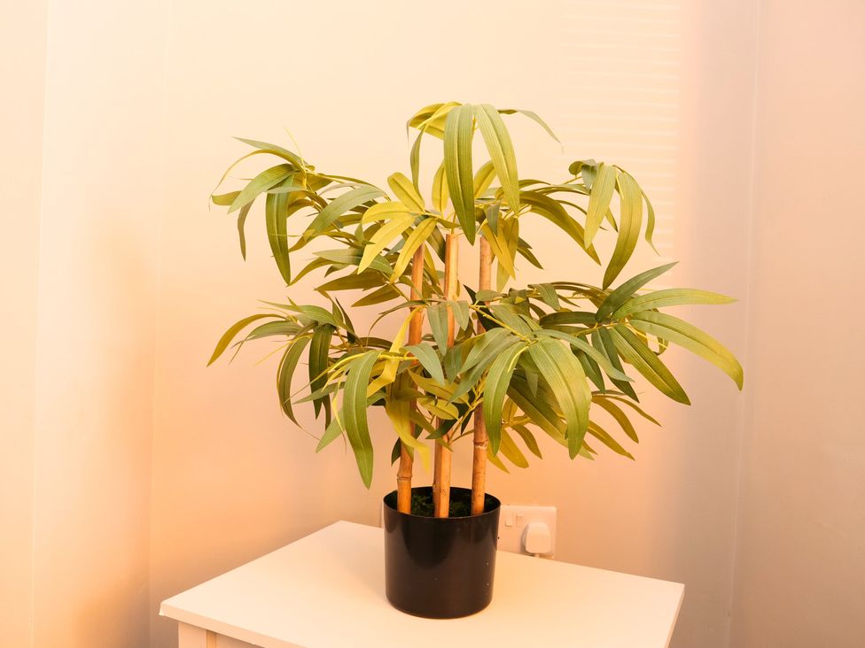 A plant in a pot on a table at Ashville Grange in Scarborough
