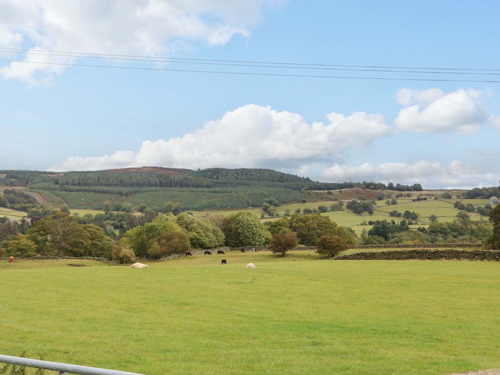 A field with cows grazing and hills in the background at Eastfield Farm in Barnard Castle