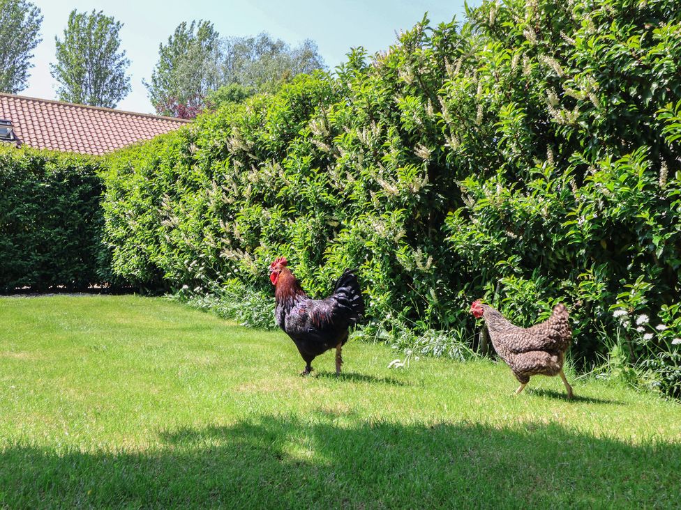 A rooster and a hen walking in a garden at Low Grounds Cottage Harome near Helmsley