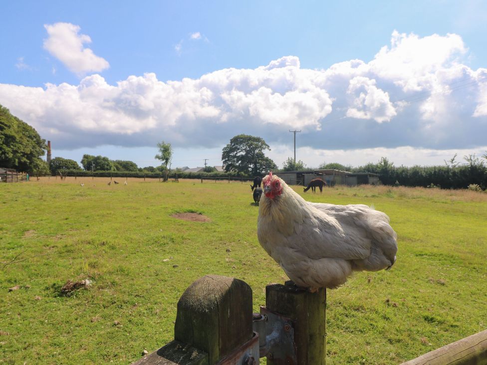 Connie's Cottage - Cornwall - 1154426 - thumbnail photo 44