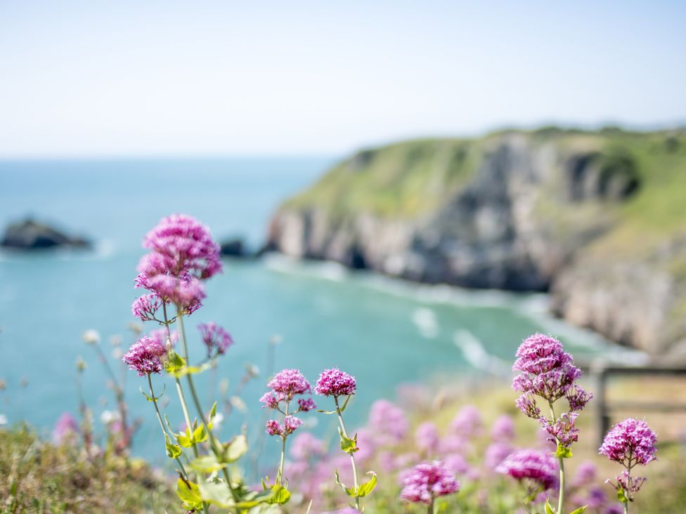 Flowers with a view of the ocean and cliffs at Lodge 63 at Riviera Bay Coastal Retreat in Brixham