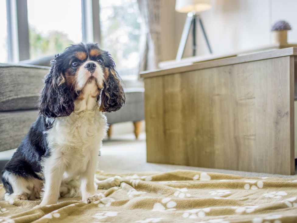 A dog sitting on a blanket in a living room at Lodge 72 at Riviera Bay Coastal Retreat Brixham