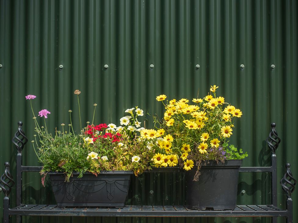 A shelf with potted flowers against a green wall at Collen in Aberaeron