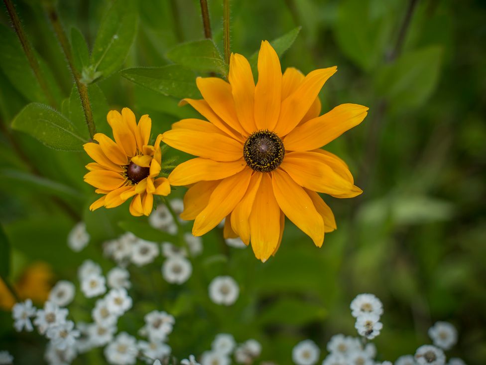Yellow and white flowers in a garden at Collen in Aberaeron