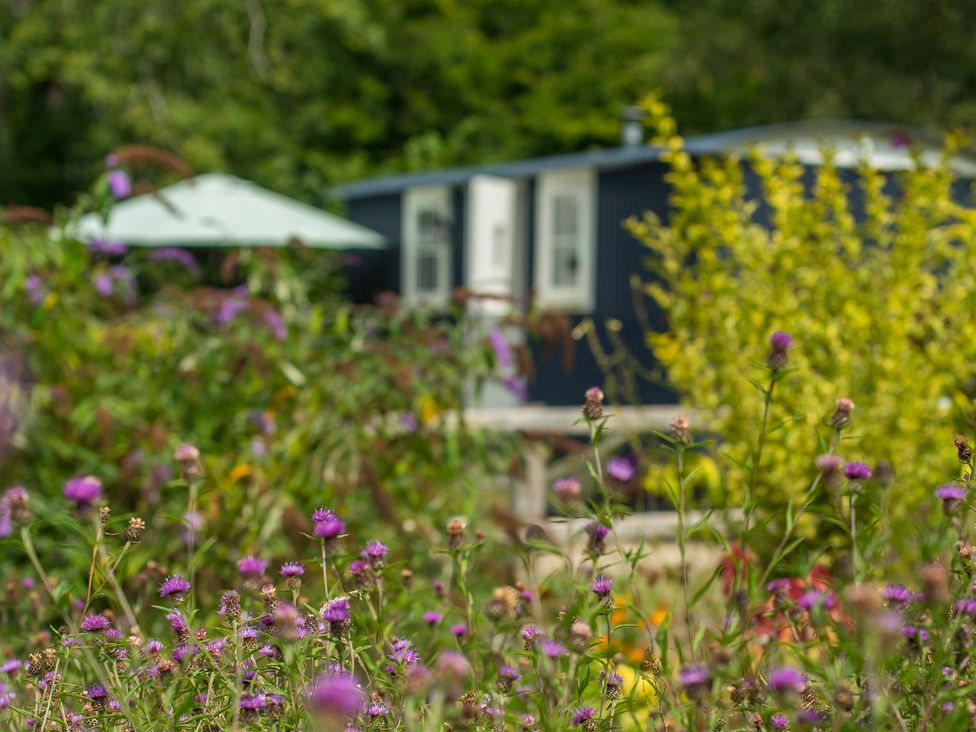 A garden with flowers and a house at Bedwen in Aberaeron