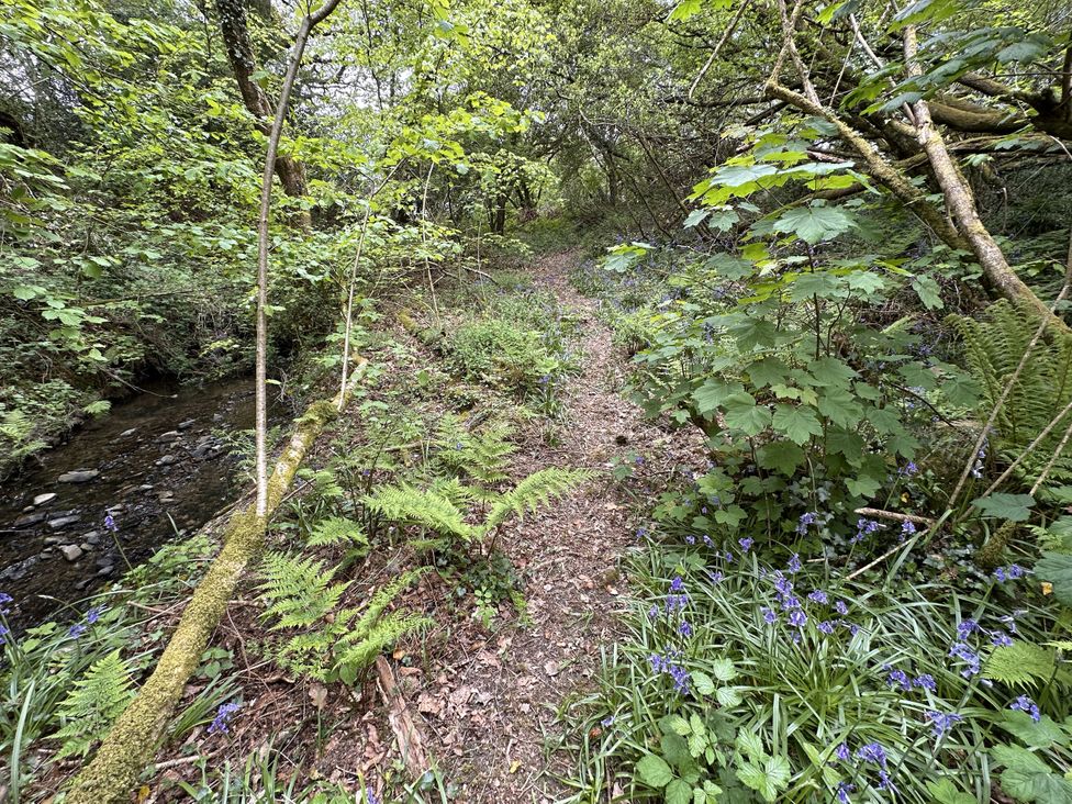 A path through greenery and bluebell flowers at Bedwen Aberaeron