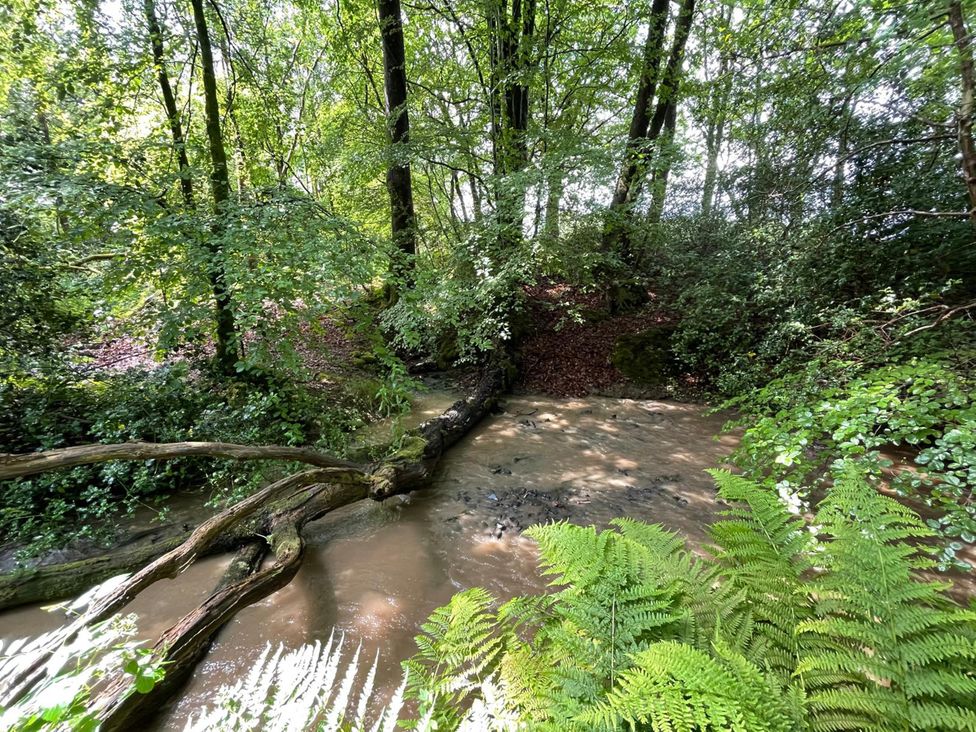 A stream surrounded by trees and ferns at Bedwen in Aberaeron