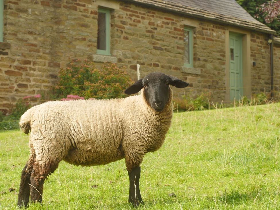 Temperance Croft - Peak District & Derbyshire - 1155313 - thumbnail photo 27