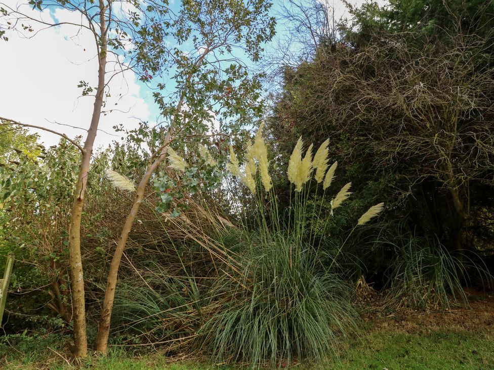 A view of trees and pampas grass in a garden at Larkspur Cottage in Alford