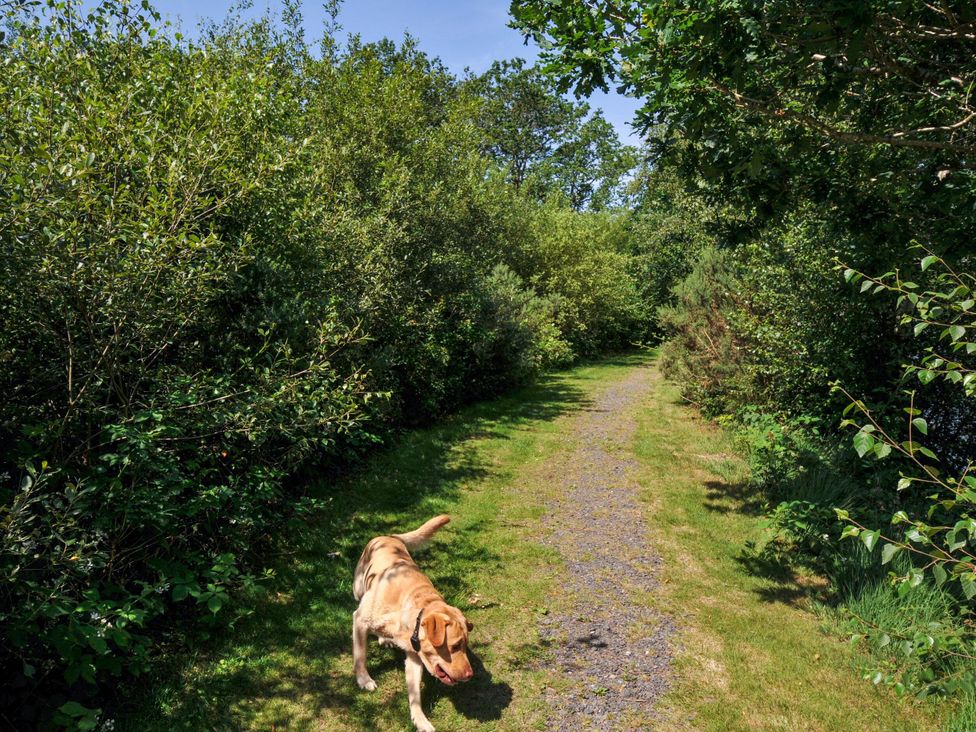 A dog walking along a path in a wooded area at Willow in Dolton