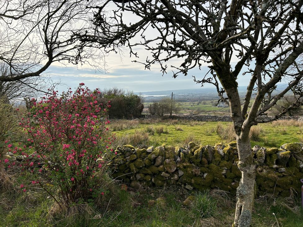 A landscape with a flowering plant and stone wall at Tan Y Merddyn in Ceunant near Llanrug