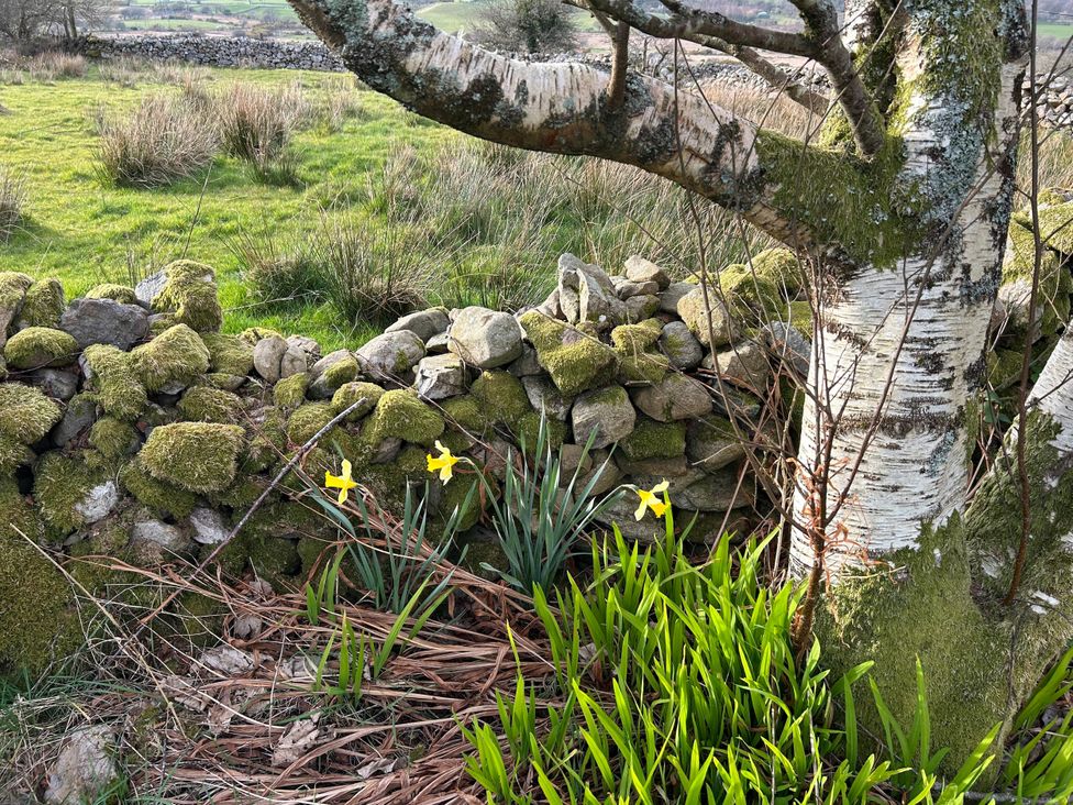 A garden with a tree and daffodils at Tan Y Merddyn Ceunant near Llanrug