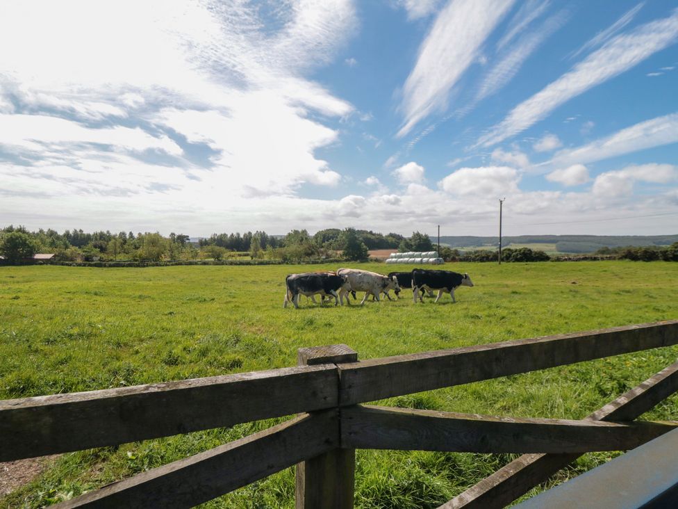 Heron Nest - North Yorkshire (incl. Whitby) - 1156935 - thumbnail photo 19